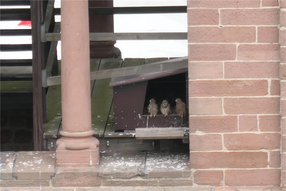 Der Brutkasten war eigentlich als Ausweichmöglichkeit für Uhus eingerichtet worden. (Symbolbild) Hedwig Drabik/Dombauamt Speyer/dpa