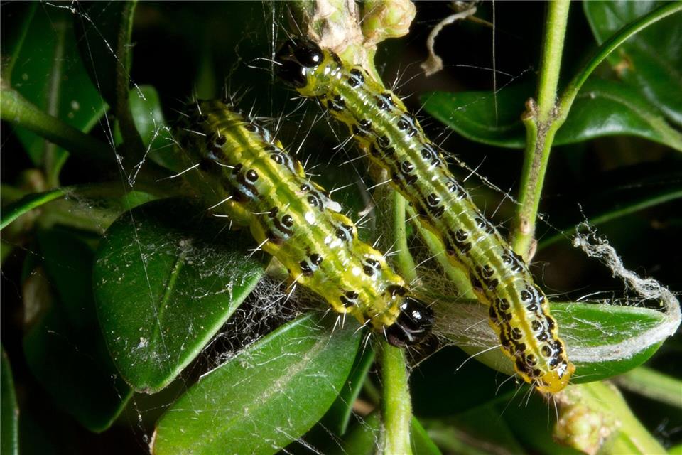 Der Buchsbaumzünsler hat nicht mehr ganz so leichtes Spiel. (Archivbild)Bernd Weissbrod/dpa