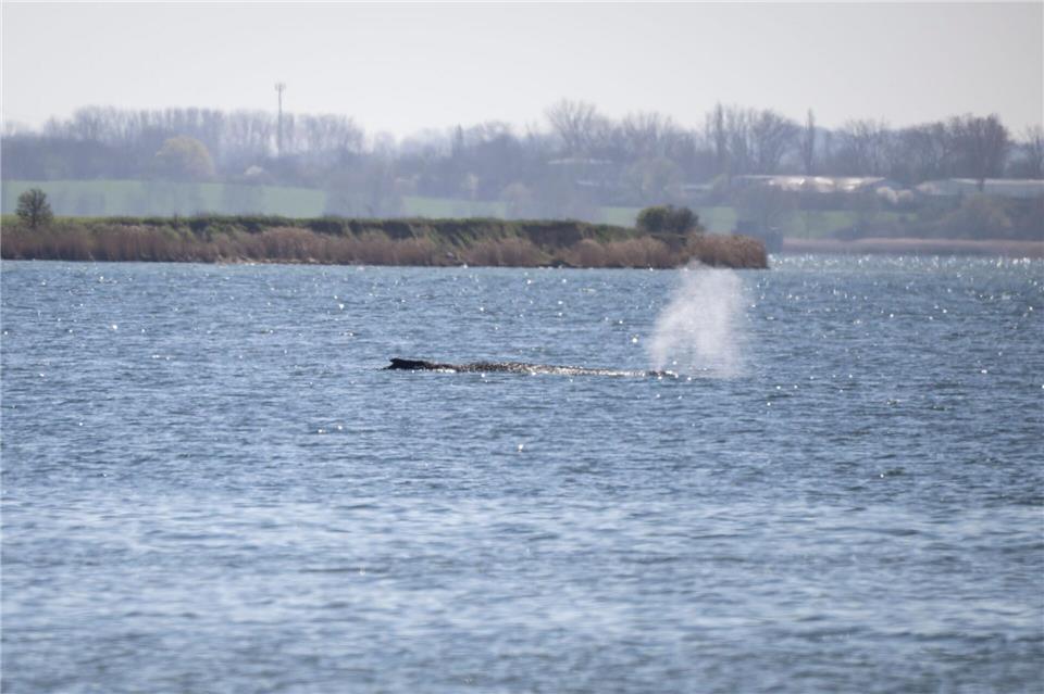 Der Buckelwal Timmy kann vermutlich nicht gerettet werden. Philip Dulian/dpa