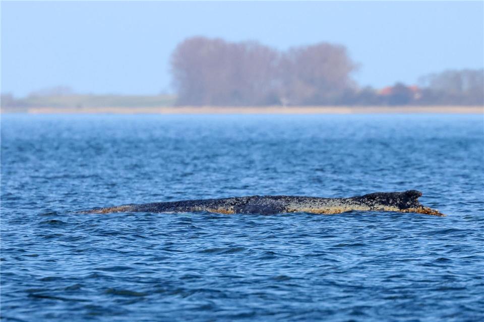 Der Buckelwal braucht Ruhe. Er lebt noch, aber er hat sich zuletzt nicht wegbewegt.Bodo Marks/dpa