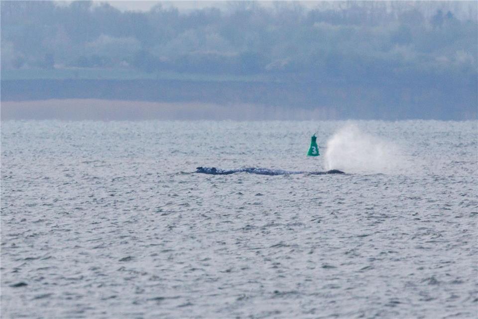 Der Buckelwal ist am frühen Morgen bei steigendem Wasserstand plötzlich von selbst losgeschwommen. Nach rund zwei Stunden stoppte er aber wieder. Am Abend war er wieder in Bewegung - und lag danach wieder ruhig im flachen Wasser.Jens Büttner/dpa