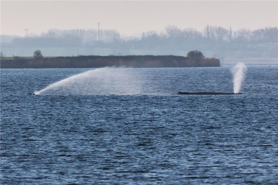 Der Buckelwal liegt am frühen Vormittag noch immer auf einer Sandbank vor der Insel Poel. Marcus Golejewski/dpa