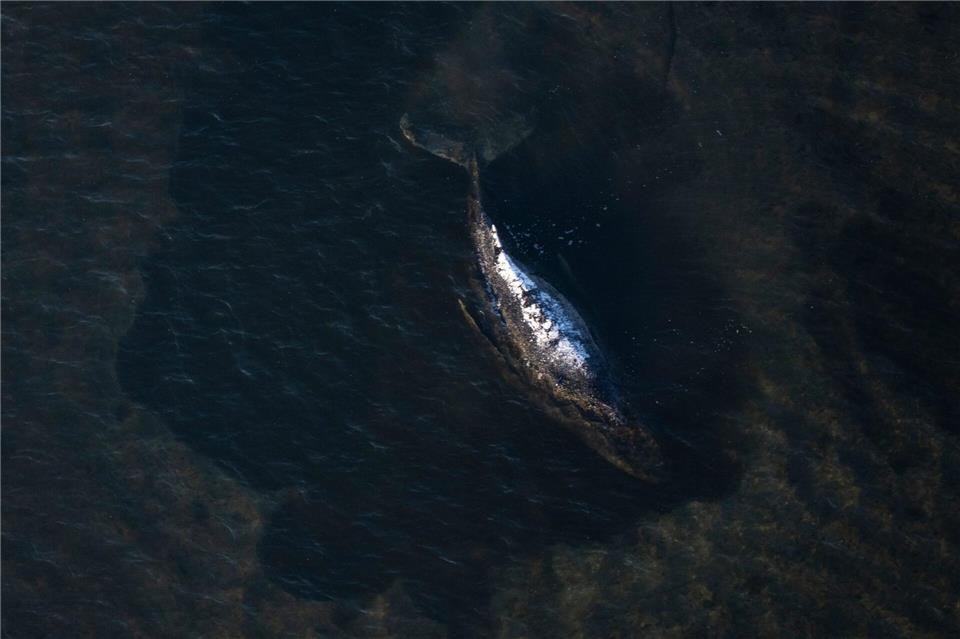 Der Buckelwal liegt in einer ausgespülten Mulde im Wasser vor der Insel Poel (Aufnahme aus einem Flugzeug).Philip Dulian/dpa