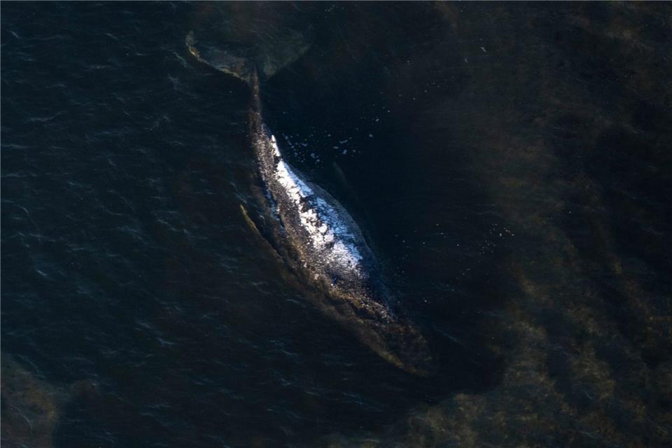 Der Buckelwal liegt in einer ausgespülten Wanne vor der Insel Poel.Philip Dulian/dpa