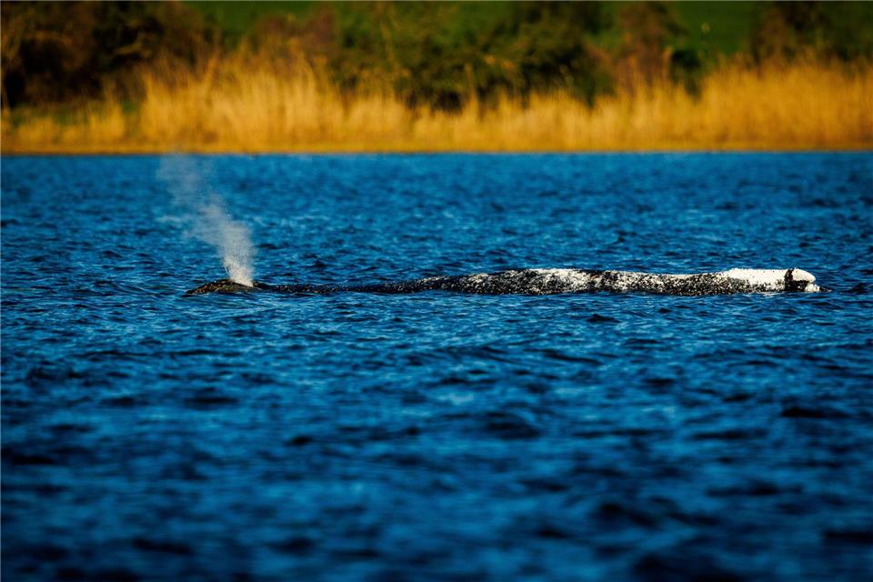 Der Buckelwal liegt unverändert im Flachwasser vor der Insel Poel.Jens Büttner/dpa