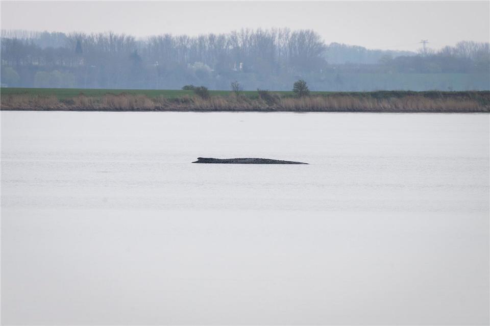 Der Buckelwal liegt vor der Insel Poel. Philip Dulian/dpa