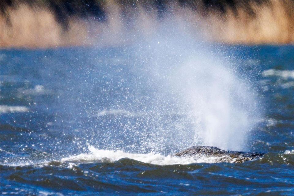Der Buckelwal liegt vor der Insel Poel und bläst Atemluft aus. Jens Büttner/dpa