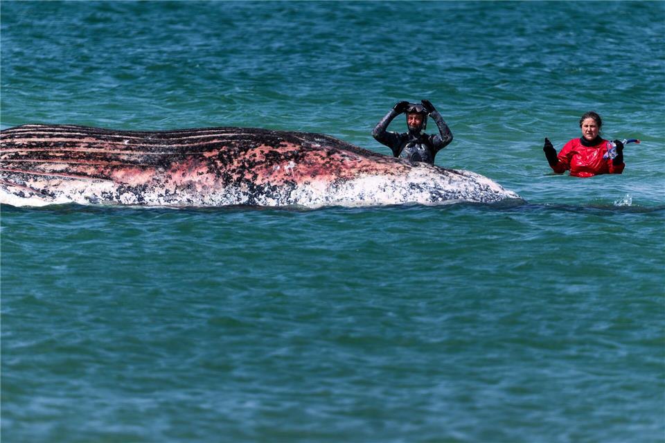 Der Buckelwal vor der dänischen Insel Anholt wurde anhand eines gefundenen Senders identifiziert. (Archivbild)Marcus Golejewski/dpa