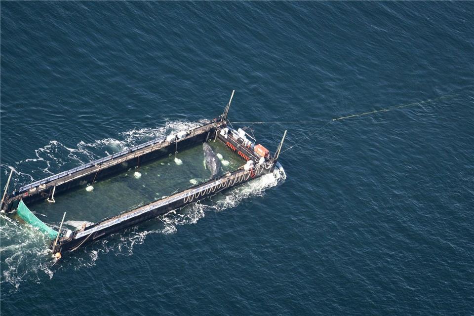 Der Buckelwal war Anfang März erstmals in der Ostsee gesehen worden.Philip Dulian/dpa