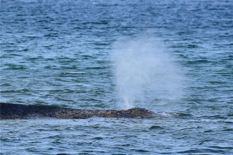 Der Buckelwal war Montagmorgen auf der Sandbank entdeckt worden.Daniel Bockwoldt/dpa