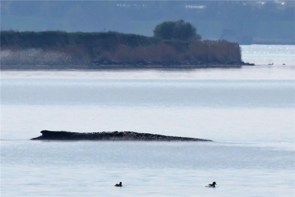 Der Buckelwal war auch am Mittwoch deutlich zu hören.Bernd Wüstneck/dpa