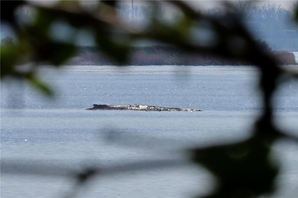 Der Buckelwal war auch am Mittwoch deutlich zu hören.Bernd Wüstneck/dpa