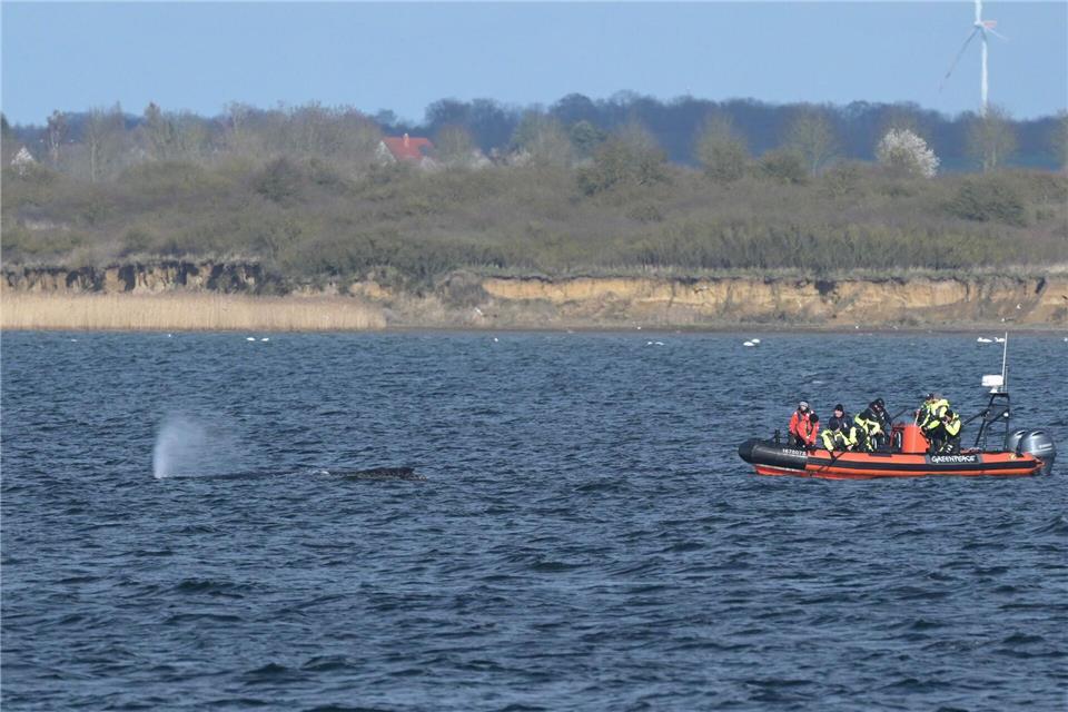 Der Buckelwal war zunächst in der Nacht zum 23. März auf einer Sandbank in Schleswig-Holstein am Timmendorfer Strand gestrandet.Stefan Sauer/dpa
