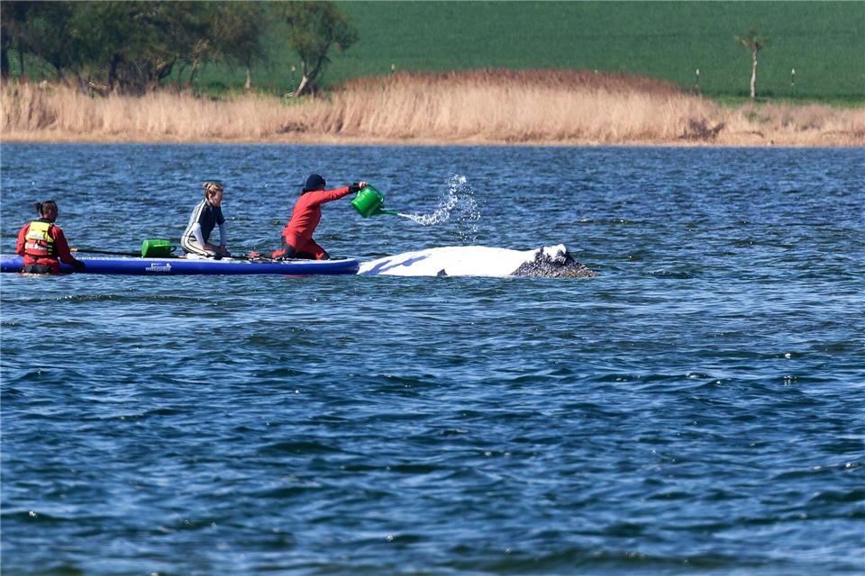 Der Buckelwal wird von Helfern vor der Insel Poel mit Wasser aus einer Gießkanne bespritzt.Marcus Golejewski/dpa