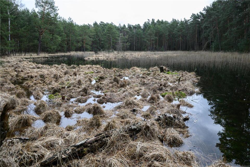 Der Bund für Umwelt und Naturschutz Deutschland möchte auch in Sachsen mehr Flächen der Natur überlassen (Archivbild). Robert Michael/dpa
