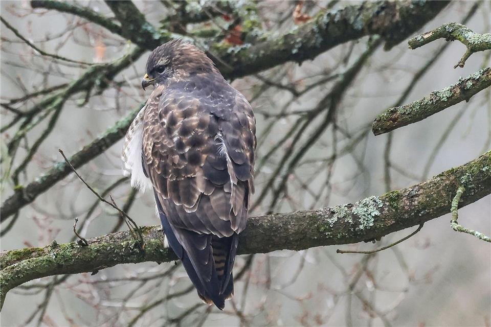 Der Bussard hat sich vermutlich einen Flügel gebrochen. (Symbolbild)Oliver Berg/dpa