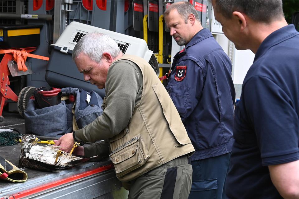 Der Bussard trieb entkräftet im Wesel-Datteln-Kanal. 