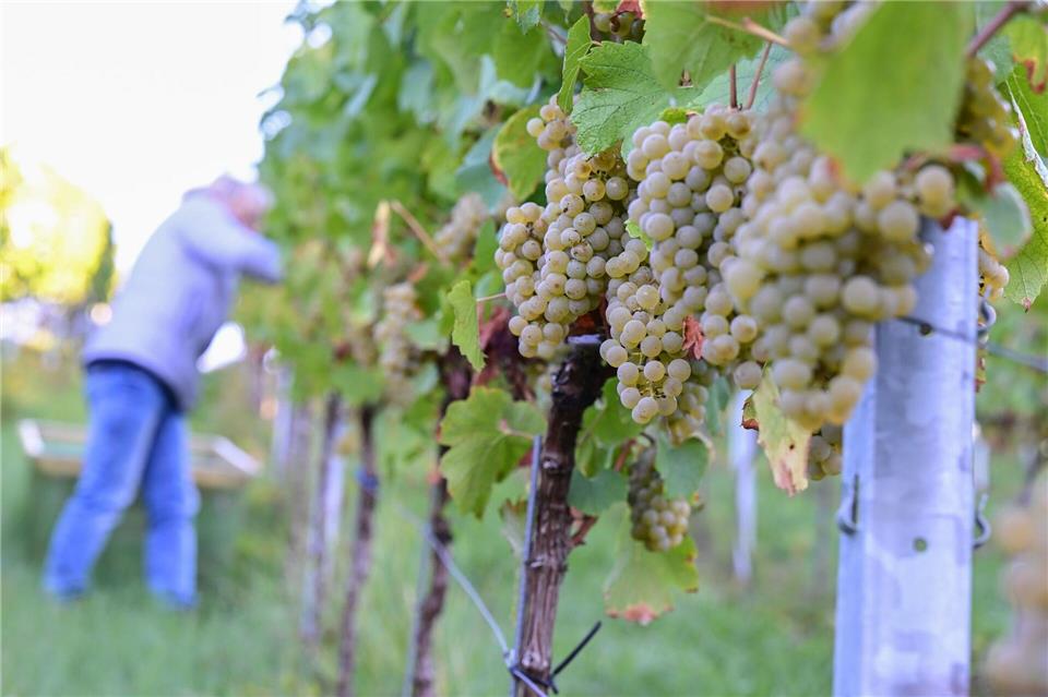 Der Chardonnay-Anbau hat 2025 unter den konventionellen Rebsorten am stärksten zugelegt. (Archivbild)Bernd Weißbrod/dpa