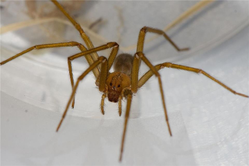 Der Chilenischen Giftspinne scheint es an der Uni Tübingen zu gefallen. (Handout-Foto)Hubert Höfer/SMNK/dpa