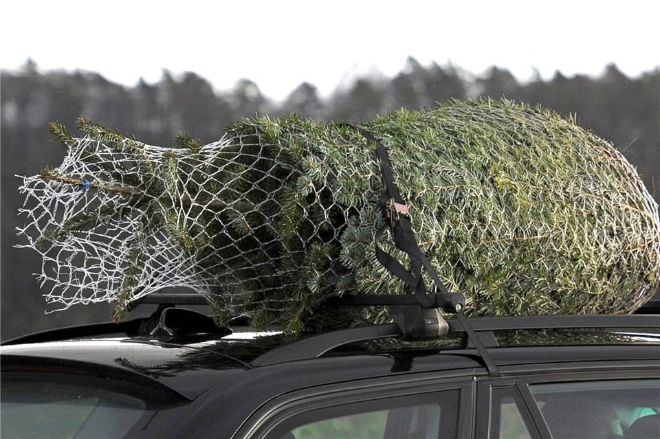 Der Christbaum war scheinbar nicht sicher befestigt. (Symbolbild)David-Wolfgang Ebener/dpa/dpa-tmn