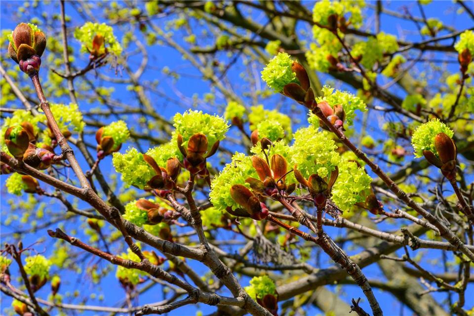 Der DWD erwartet viel Sonnenschein am Wochenende für Bayern. (Symbolbild)Patrick Pleul/dpa