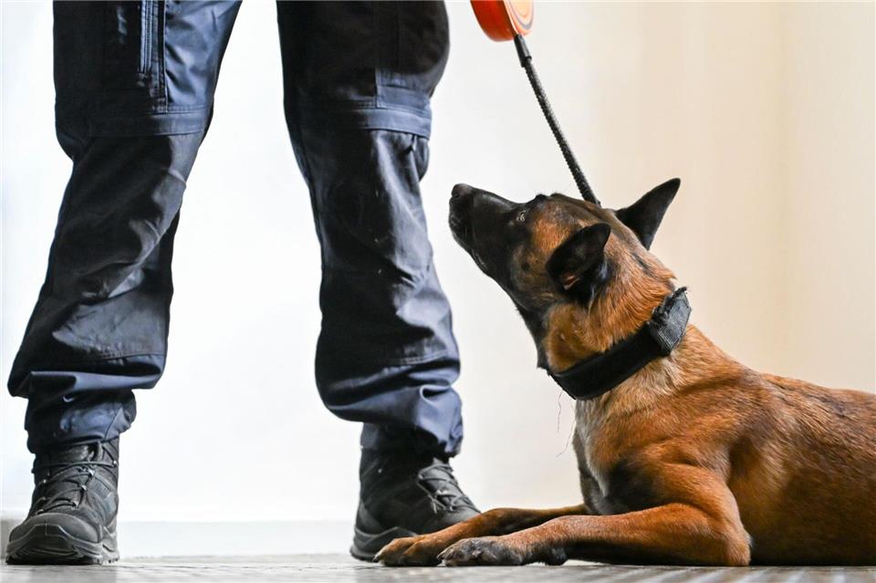 Der Datenträgerspürhund Elli wird bei einem Pressetermin in der JVA Tegel als Teil der ersten justizeigenen Hundestaffel des Landes Berlin vorgestellt.Jens Kalaene/dpa