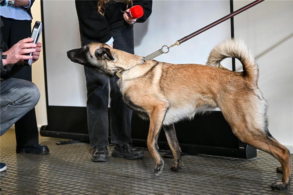 Der Datenträgerspürhund Limited schaut bei einem Pressetermin in der JVA Tegel nach einem Smartphone. (Archivbild) Jens Kalaene/dpa