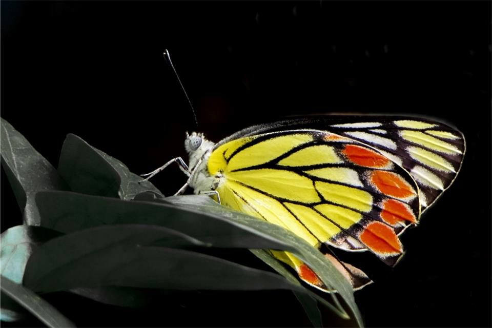 Der Delias eucharis Schmetterling ist ein Beispiel für eine unzureichend vertretene Insektenart in Schutzgebieten.