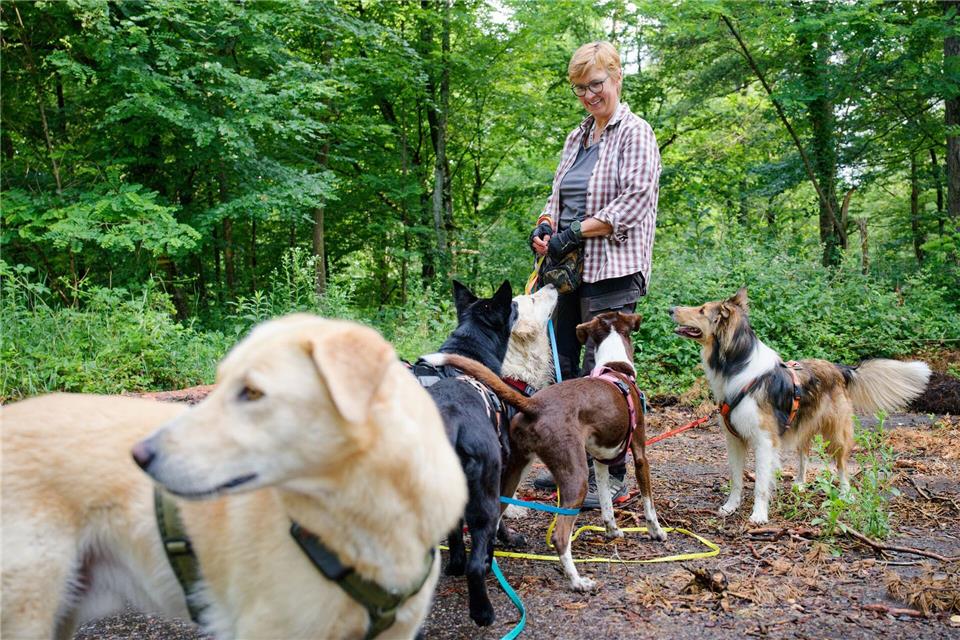 Wenn der Job vier Pfoten hat Der Deutsche Tierschutzbund hält Dogwalker unter bestimmten Voraussetzungen für eine sinnvolle Ergänzung zur Hundebetreuung.Uwe Anspach/dpa
