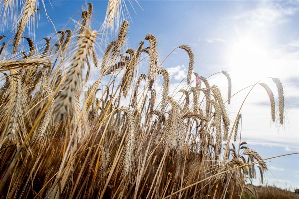 Der Deutsche Wetterdienst (DWD) rechnet heute mit heißen 33 Grad im Süden Niedersachsens. (Archivbild)Hauke-Christian Dittrich/dpa