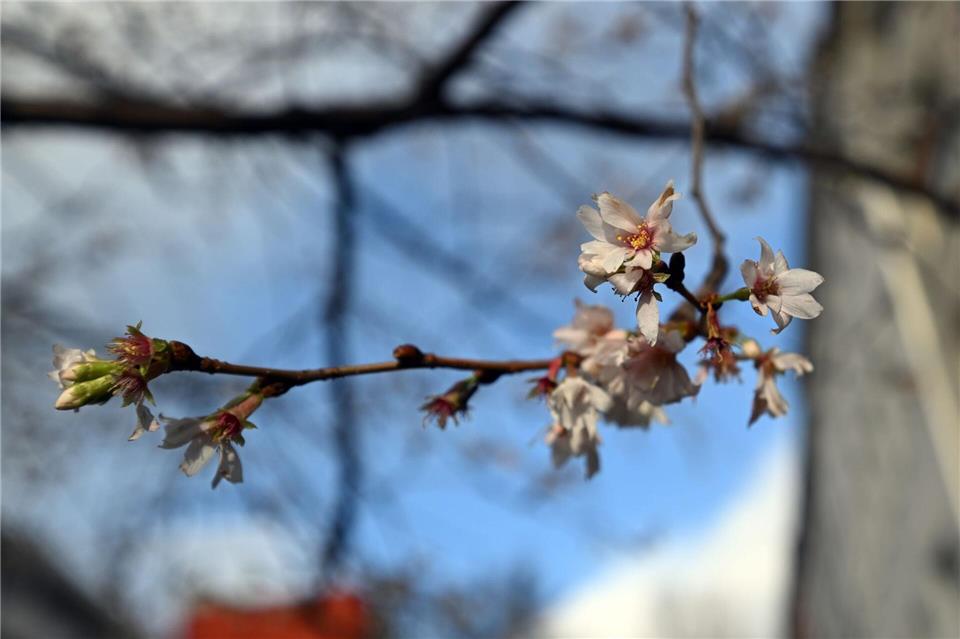 Der Deutsche Wetterdienst erwartet milde Temperaturen zum vierten Advent. (Archivbild)Federico Gambarini/dpa