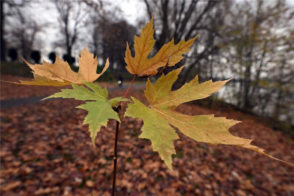 Der Deutsche Wetterdienst gibt seine Bilanz für den Herbst bekannt. (Symbolbild)Federico Gambarini/dpa
