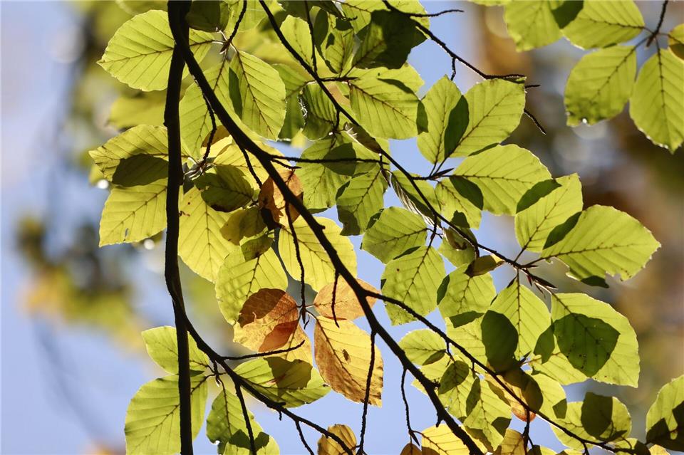 Der Deutsche Wetterdienst hat seine Herbstbilanz für das Saarland veröffentlicht. (Symbolbild) Matthias Bein/dpa