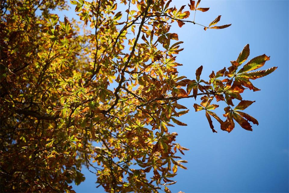 Der Deutsche Wetterdienst sagt für Montag und Mittwoch freundlicheres Herbstwetter vorher. Katharina Kausche/dpa