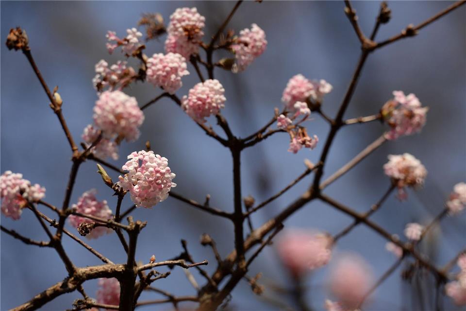 Der Duftschneeball sieht nicht nur hübsch aus, er versprüht auch einen feinen Geruch.Patrick Seeger/dpa/dpa-tmn