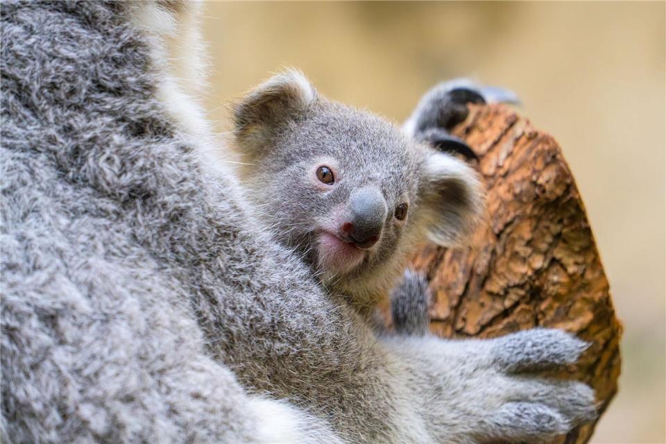 Der Duisburger Zoo ist bekannt für seine Koala-Haltung.Mathias Appel/Zoo Duisburg/dpa