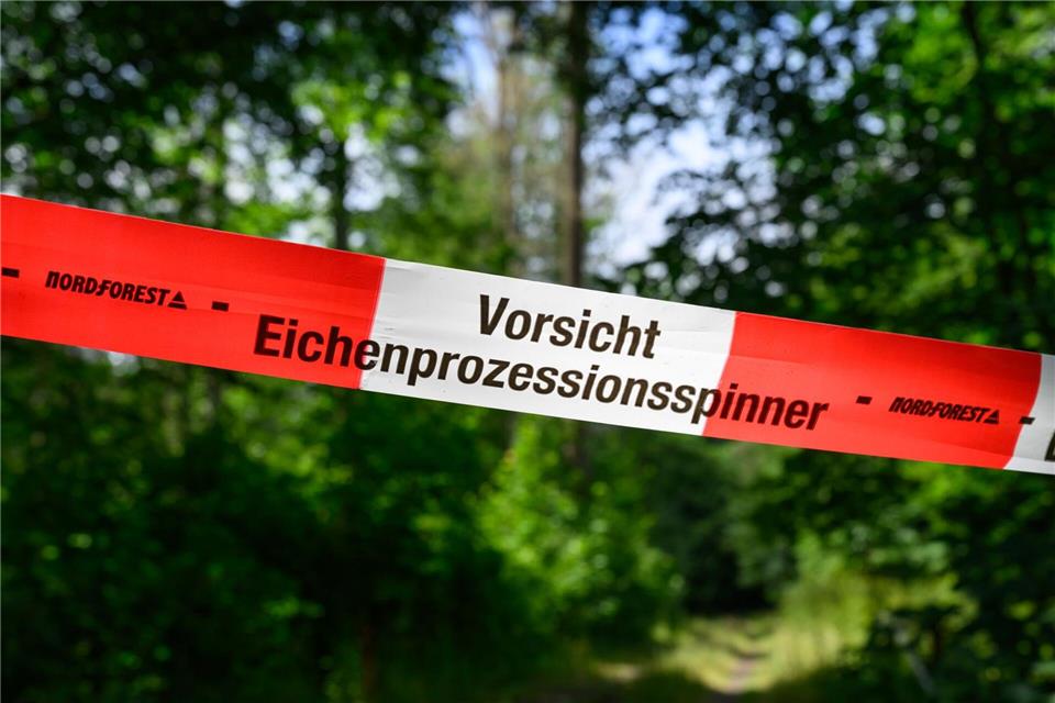 Der Eichenprozessionsspinner hat sich in diesem Jahr laut Umweltministerium massiv ausgebreitet. (Archivbild)Patrick Pleul/dpa