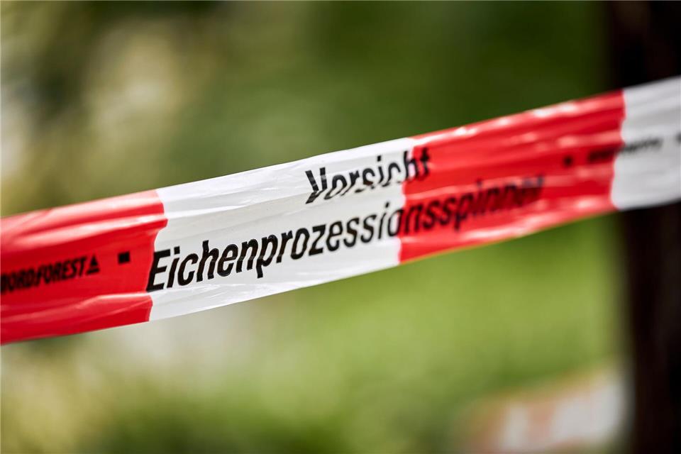 Der Eichenprozessionsspinner ist gefürchtet wegen der Brennhaare der Raupen. (Symbolbild)Michael Ukas/dpa