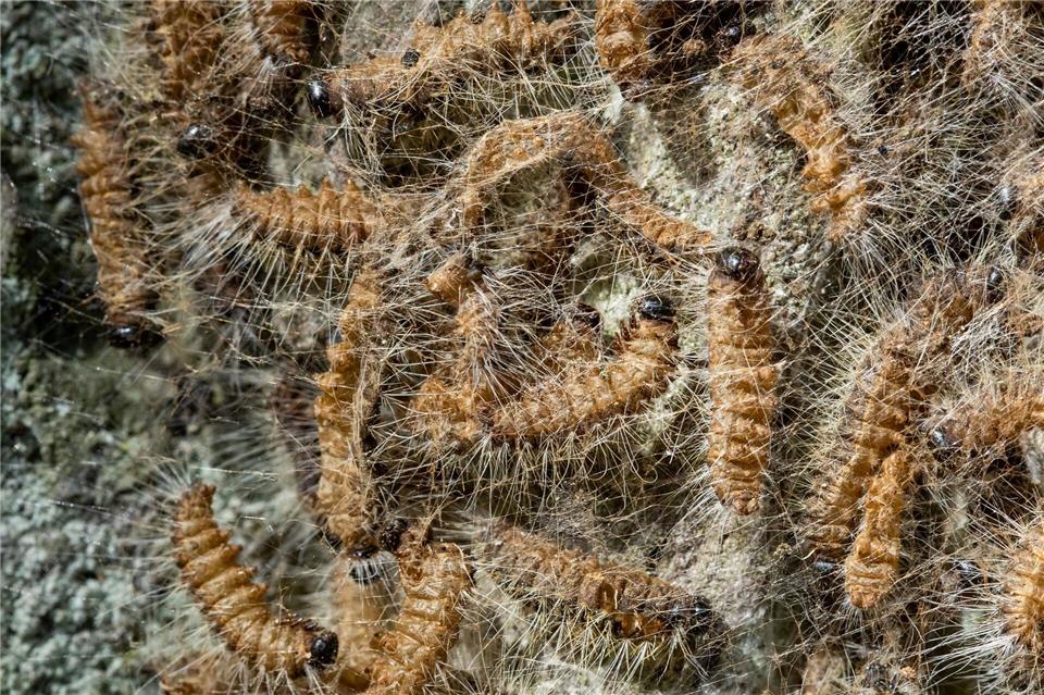 Der Eichenprozessionsspinner kann auch für den Mensch gefährlich werden. (Symbolbild)Daniel Karmann/dpa