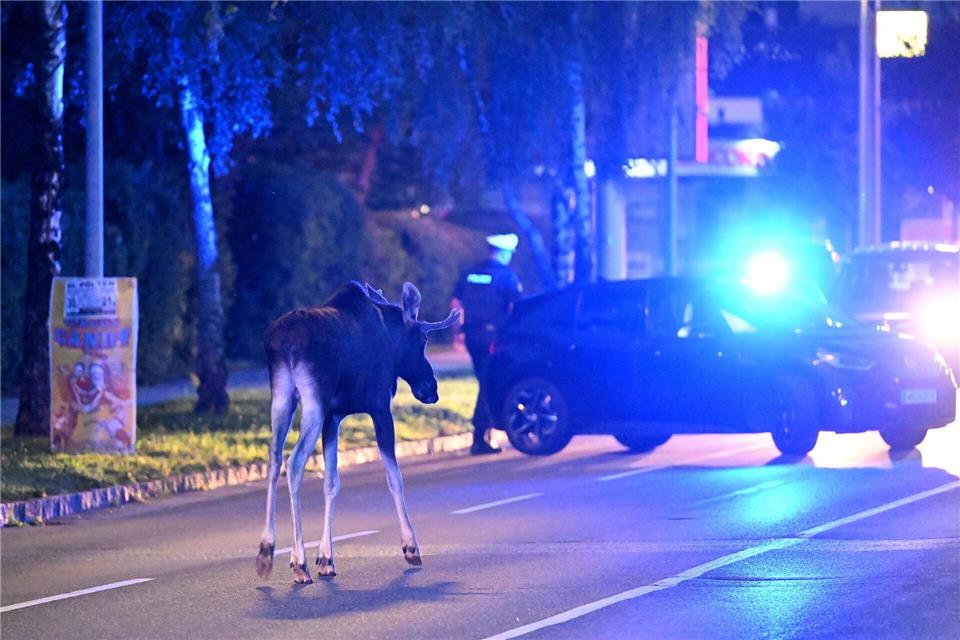 Der Elch hält Polizei und Medien auf Trab. Helmut Fohringer/APA/dpa