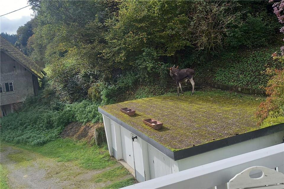 Der Elch steht auf dem Garagendach, ehe er im angrenzenden Wald verschwindet.Rosi Friske/dpa