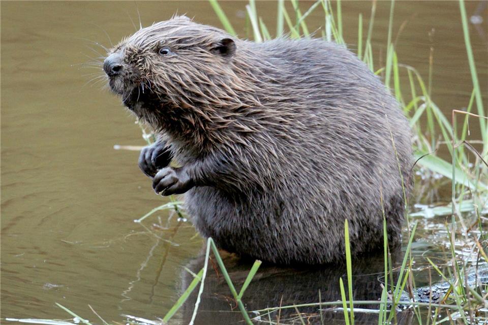 Der Europäische Biber (Castor fiber) ist naturschutzrechtlich streng geschützt. (Archivbild)Felix Heyder/dpa
