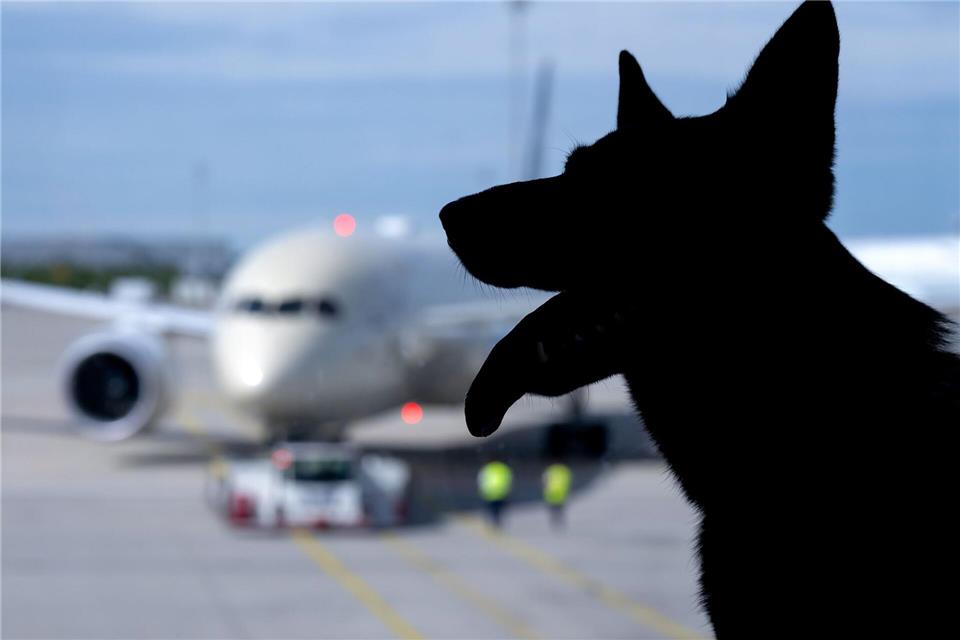 Der Europäische Gerichtshof urteilte zum Schadenersatz wegen eines verlorenen Haustiers auf einer Flugreise. (Symbolbild)Sven Hoppe/dpa