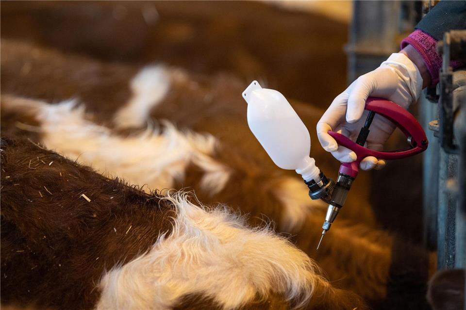 Der Fachbereich Veterinärwesen und Verbraucherschutz des Landkreises Kassel rät Tierhaltern zur Impfung empfänglicher Arten gegen das Blauzungenvirus. Fabian Sommer/dpa