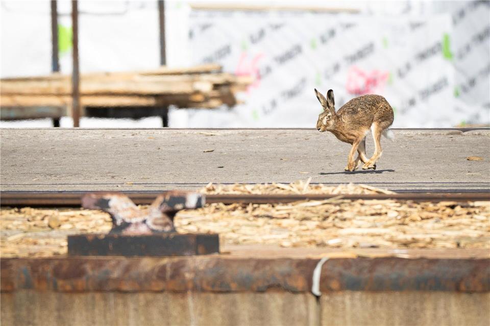 Der Feldhasenbestand in Schleswig-Holstein ist stabil, sagt der Landesjagdverband. Philip Dulian/dpa