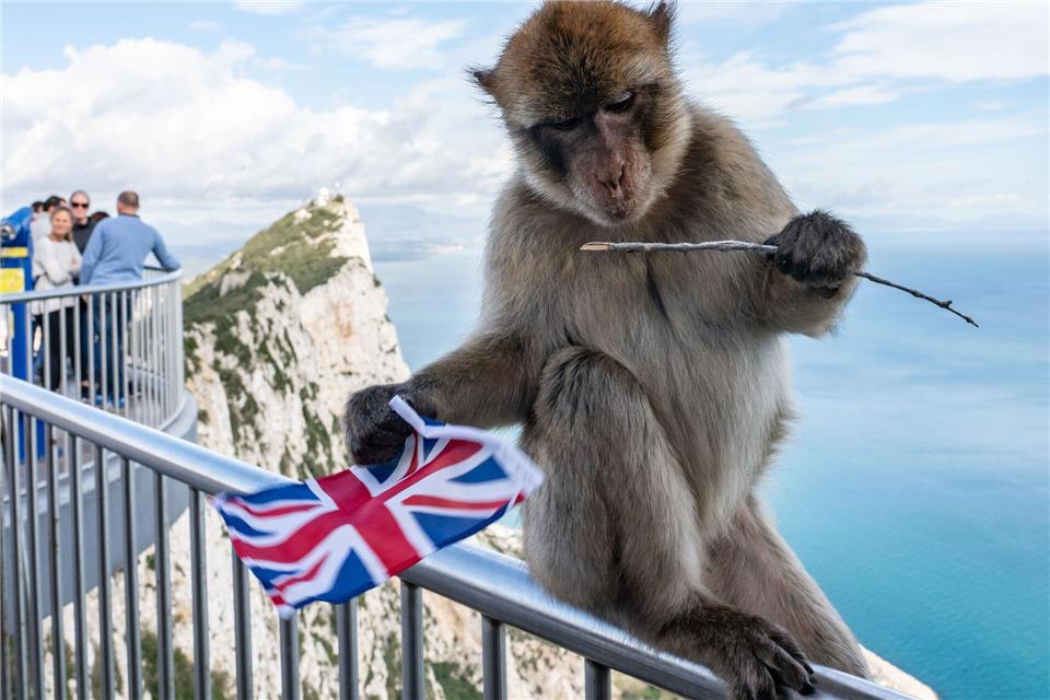 Der Felsen von Gibraltar ist für seine Affen bekannt. (Archivfoto)Frank Rumpenhorst/dpa