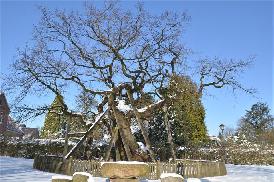 Der Femeiche machen die Temperaturen nichts aus. Die dicke Schneedecke schützt den Baum.