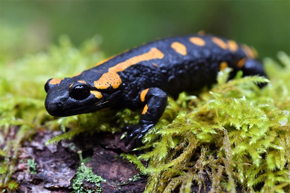 Der Feuersalamander ist durch seine auffälligen Farben bekannt. (Symbolbild)Martin Schutt/dpa