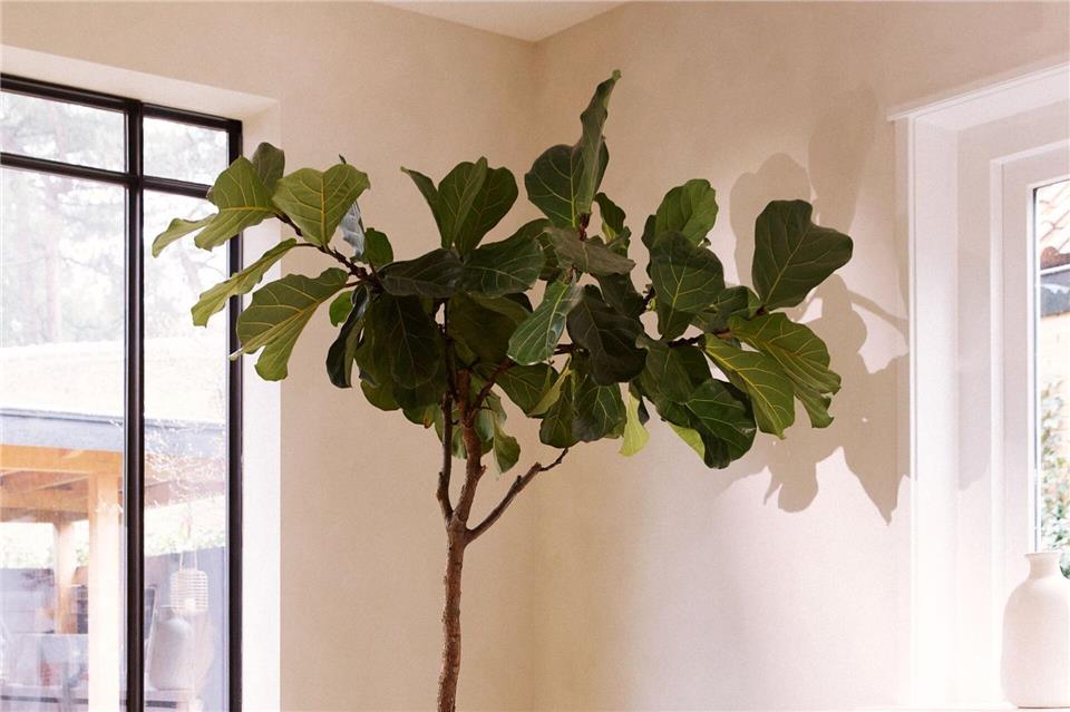 Der Ficus Lyrata, auch Geigenfeige genannt, mag es hell und zaubert mit seinen glänzenden Blättern modernen Charme ins Zuhause.Plants & Flowers Foundation Holland/dpa-tmn