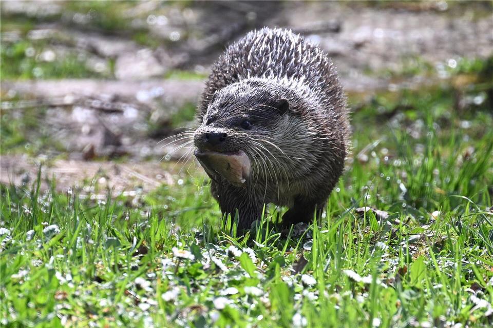 „Der Fischotter gehört als heimische Art einfach in unser Ökosystem“, sagt Expertin Inga Hundertmark. (Archivbild)Bernd Weißbrod/dpa